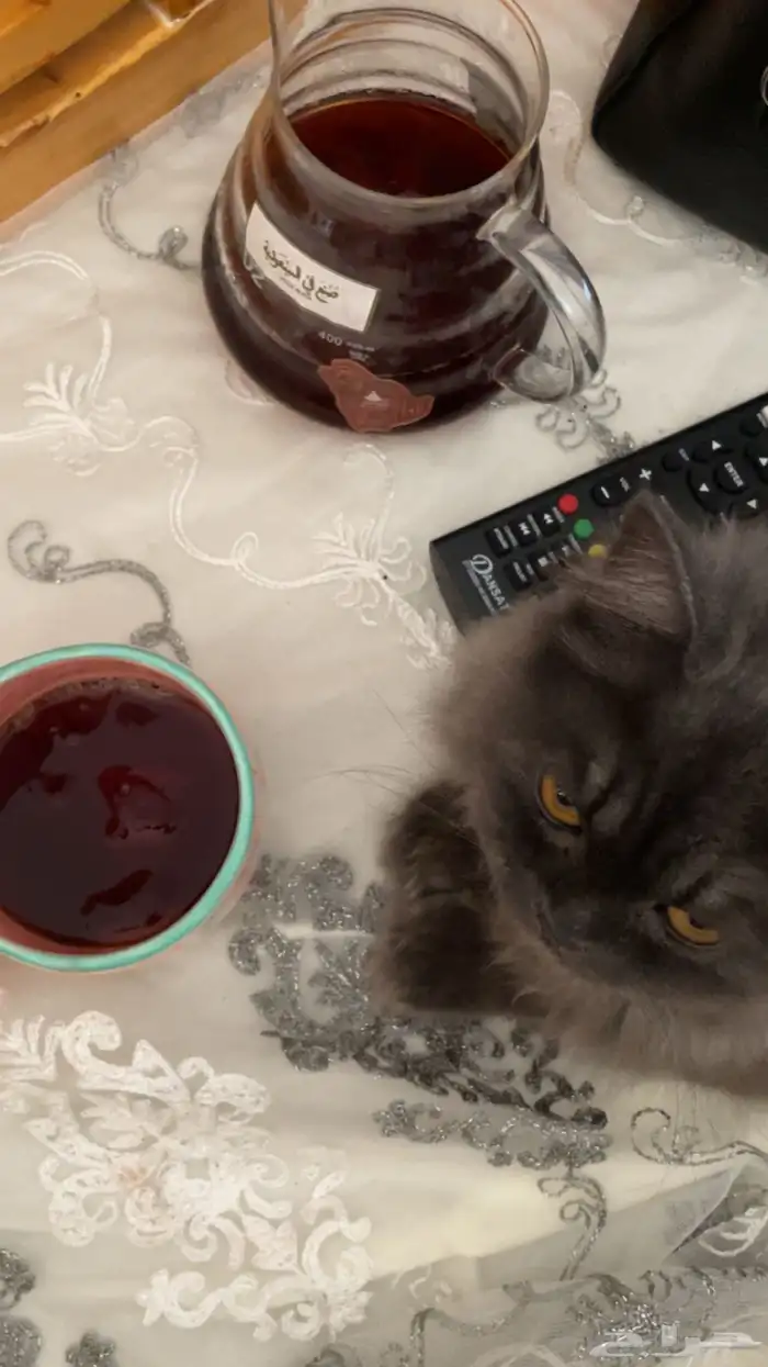 قطة للتزاوج 0