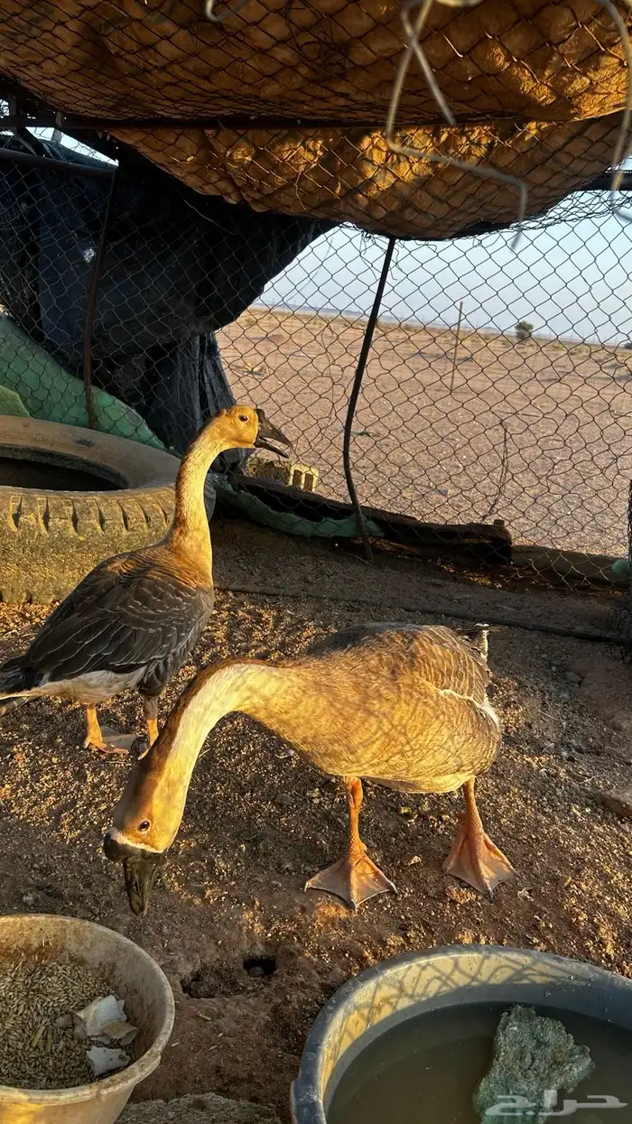 وز عراقي 0