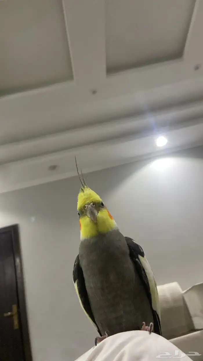 عصفور كروان للبيع متكلم عنده كلمتين و اغنيه وموجود مقاطع 2