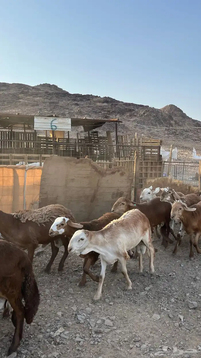 طليان سواكن حمري مرابى جدعان 18