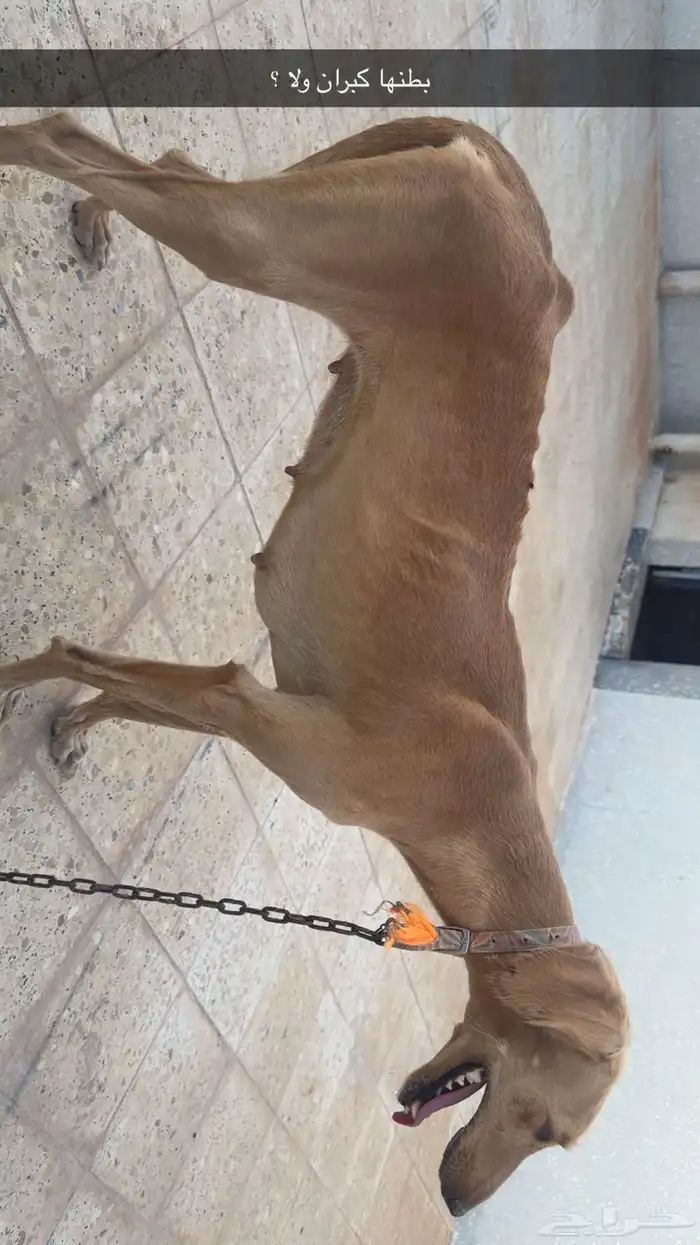 كلب صيد 0