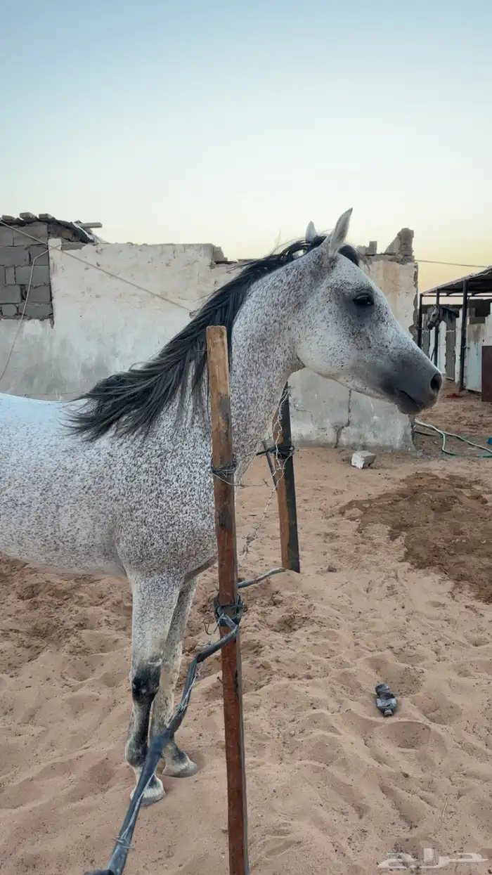 حصان شعبي فحل 2