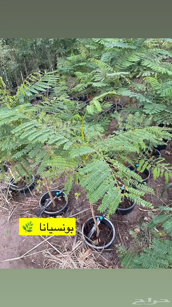 اشجار زينة ومثمرة للبيع 9