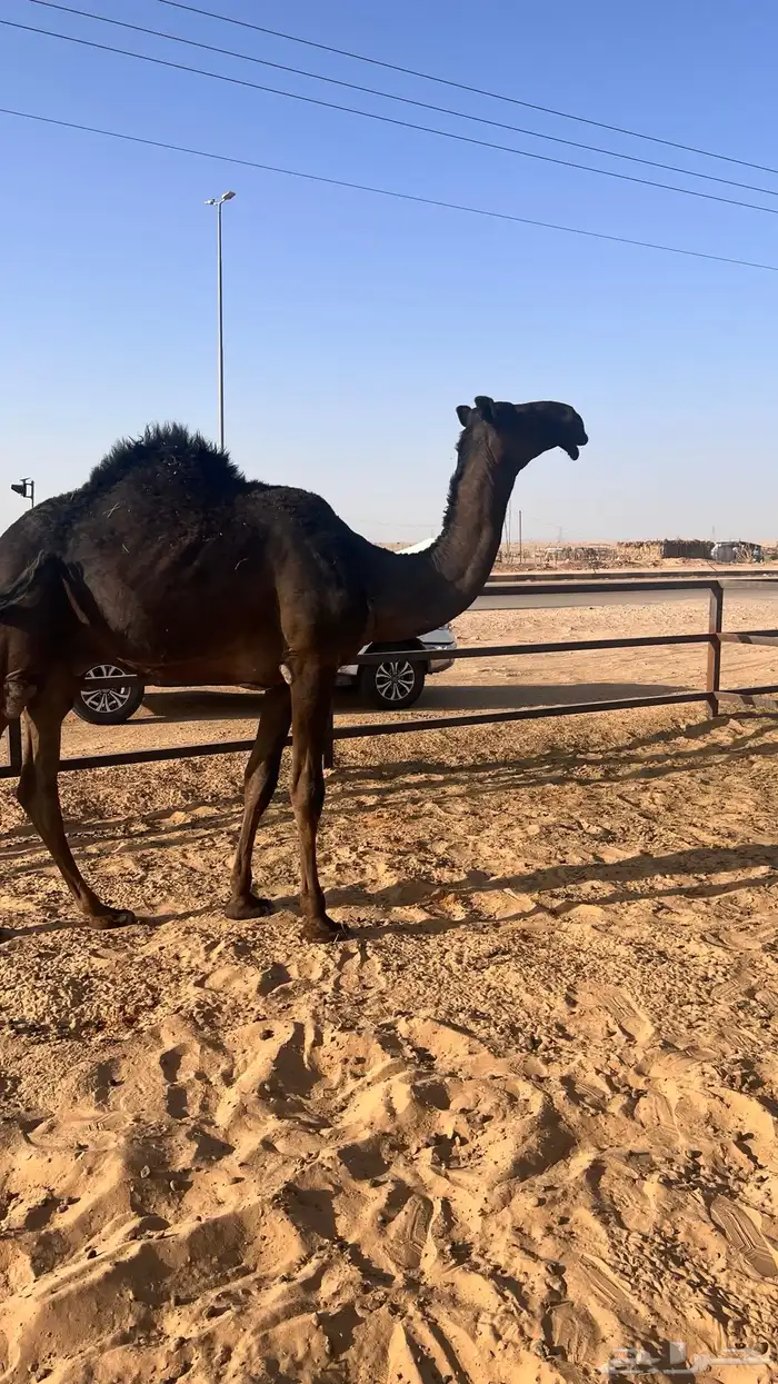 فحل مجهم 0