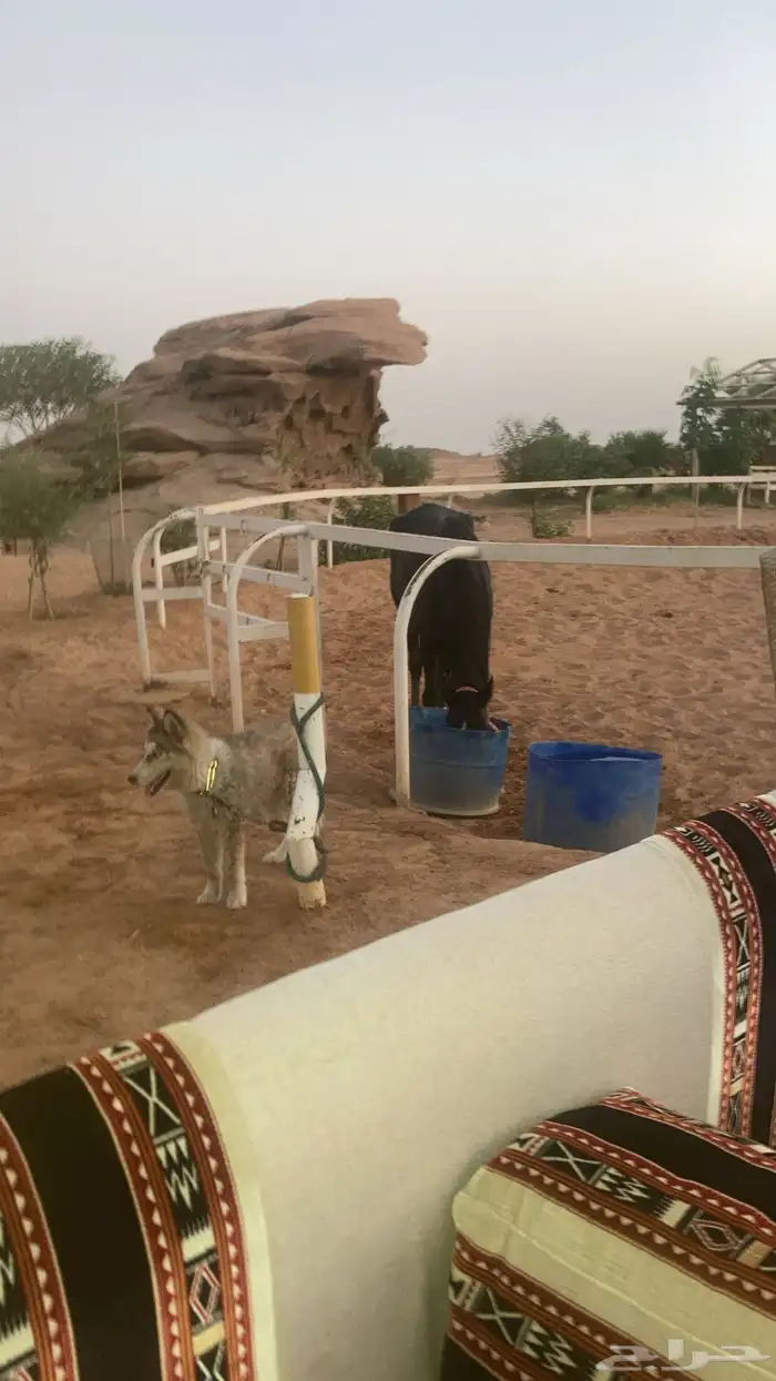 هاسكي مالموت بيور لتبني برسوم 0