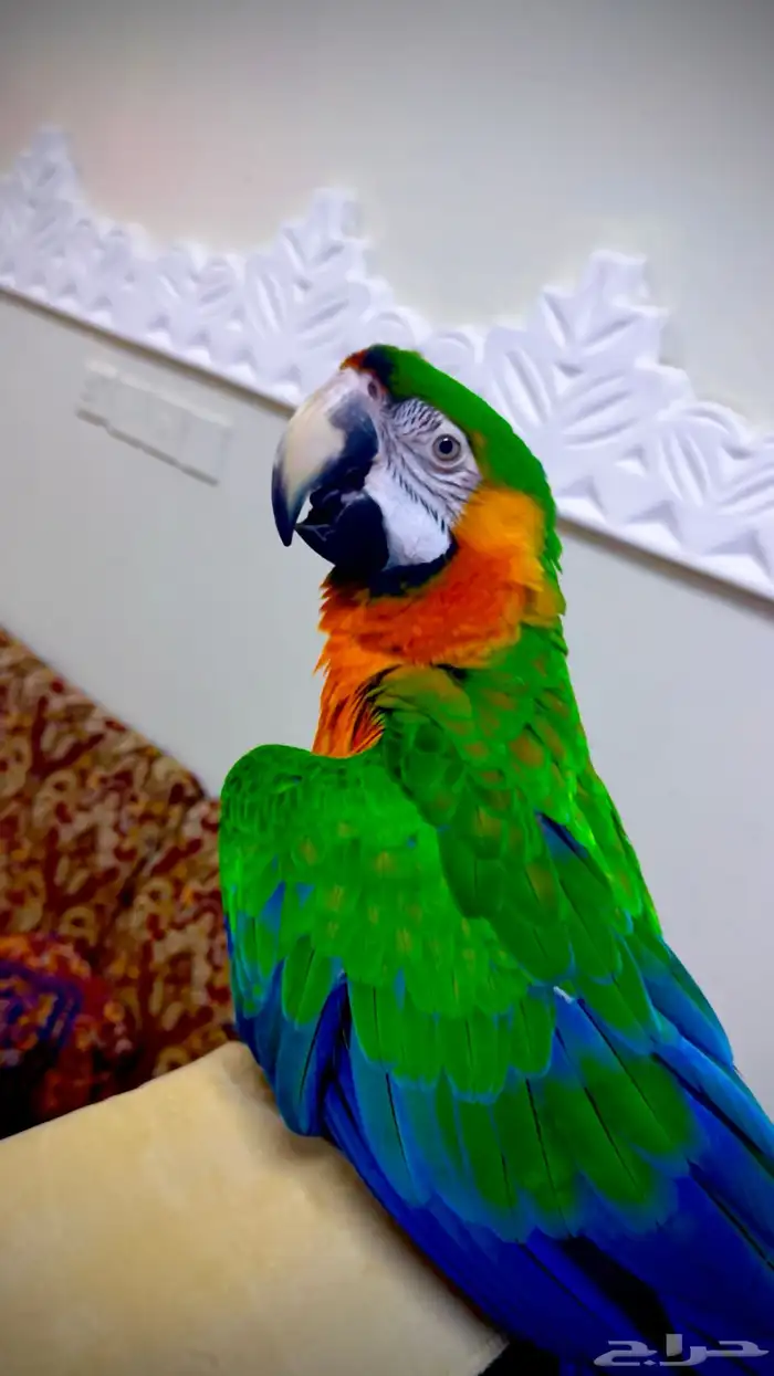 مكاو كاتالينا 0