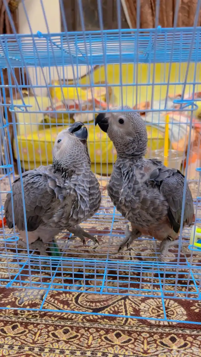 فروخ كاسكو انتاج محلي الصحه ممتاز وعلى الشرط ( تم البيع ) 4