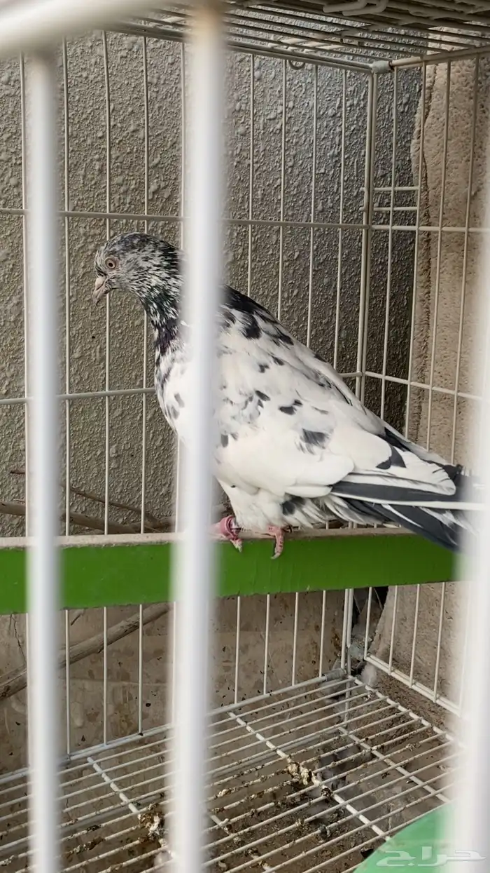 حمام باكستاني زيرا 0