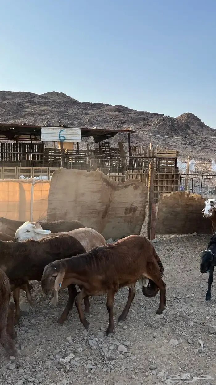 طليان سواكن حمري مرابى جدعان 15