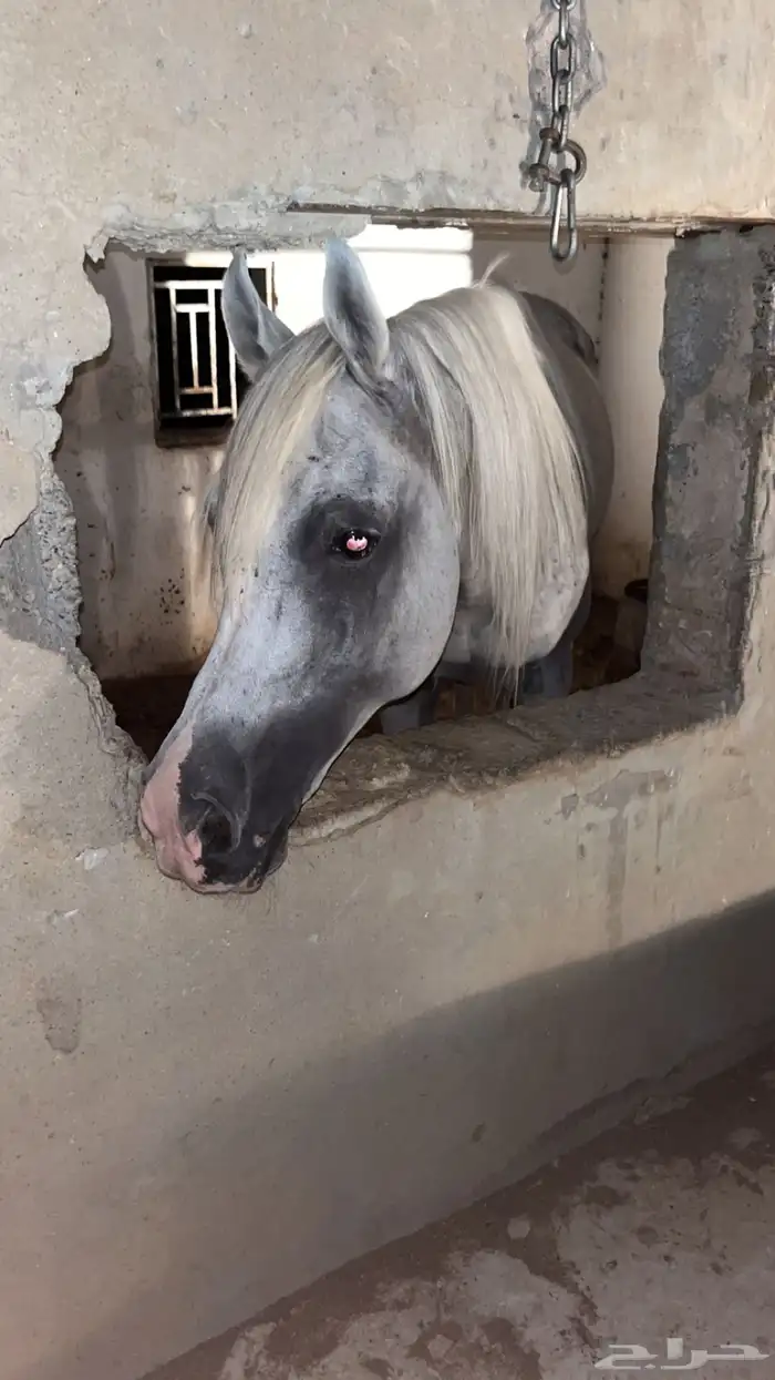 حصان عربي 0
