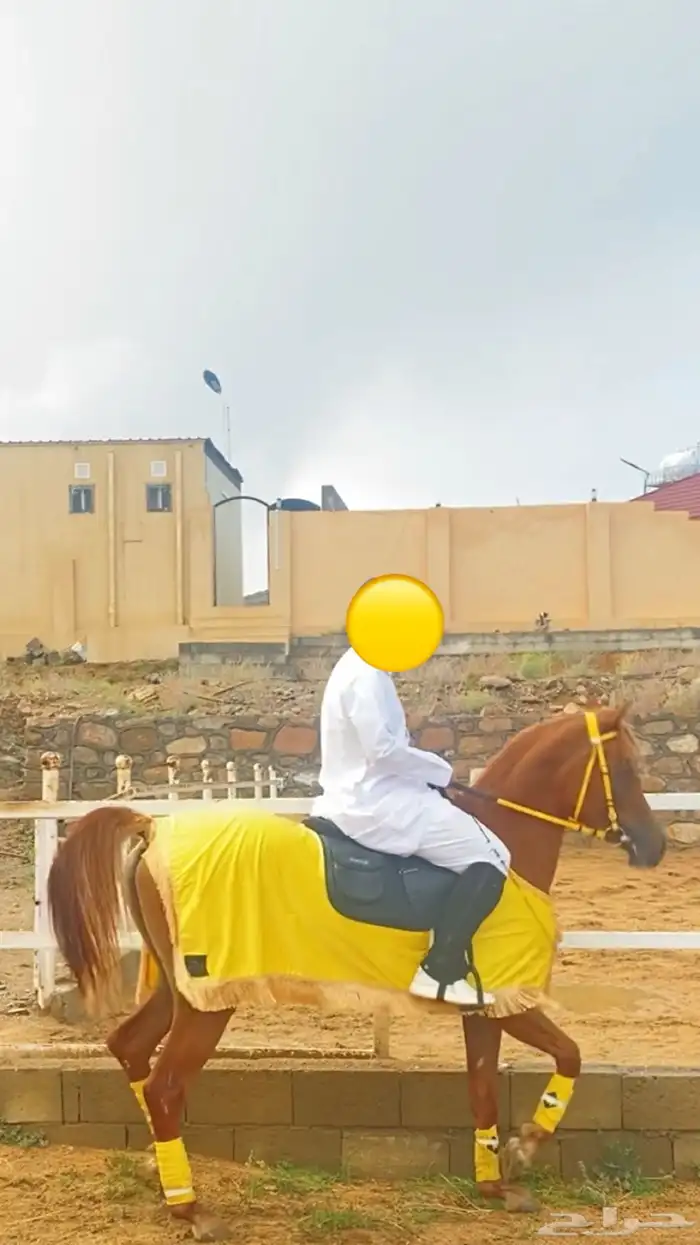 فرس مصريه بيور 1
