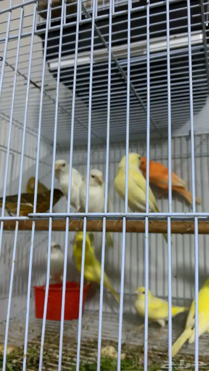 اناثي كناري 2