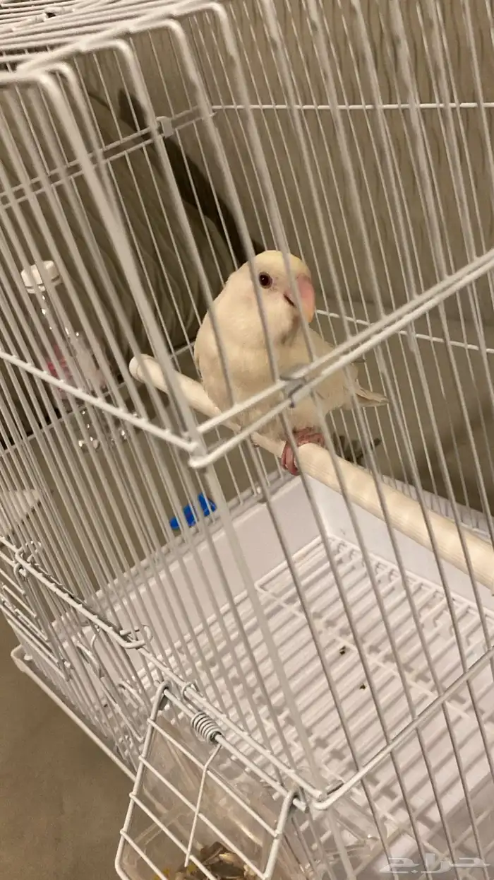 ببغاء روز هدد داخلي خارجي قمه فالولافه 0