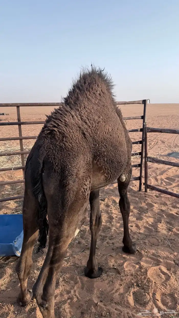 قعود قصب طيبب 0