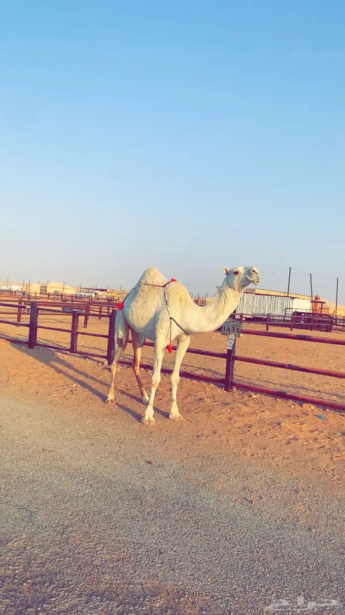 عشرا وضحى ضروبه بكر 3