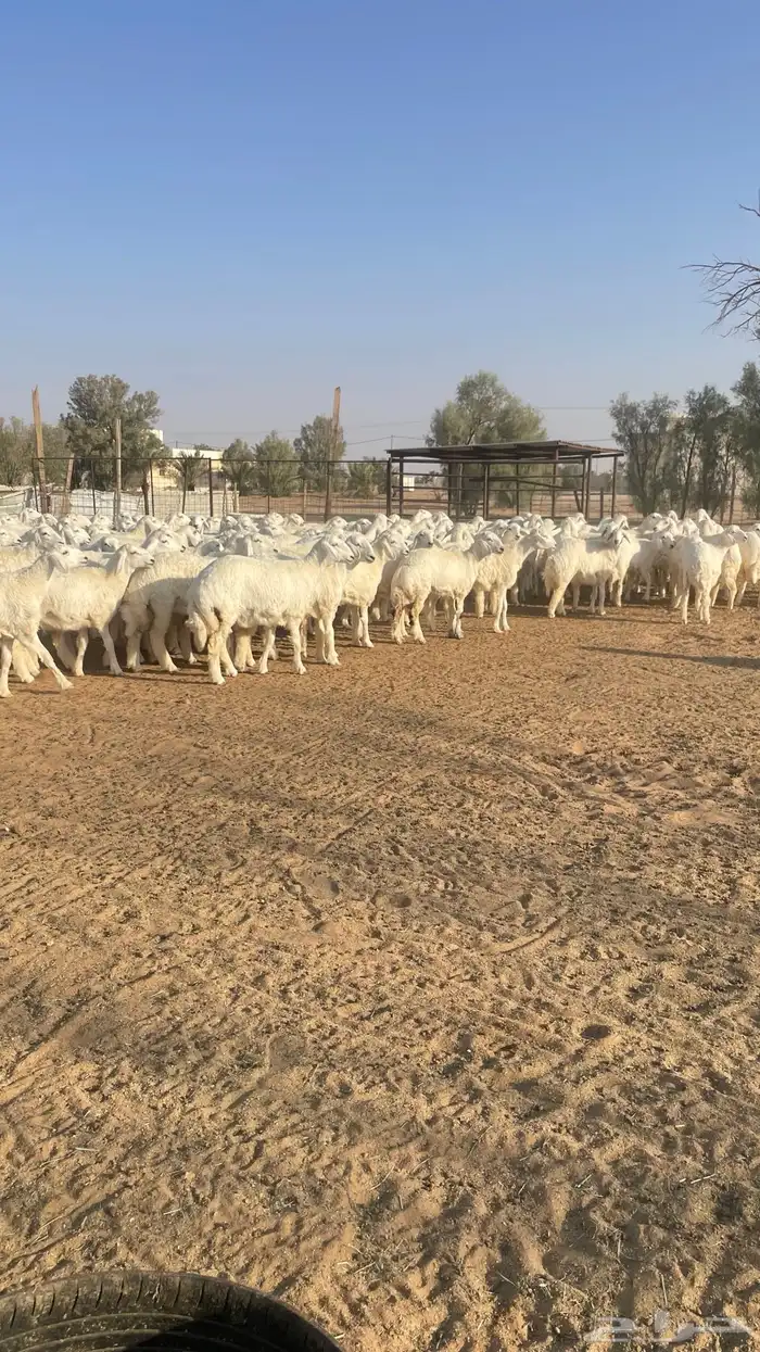 رخال جذعات حرش 213 راس 1