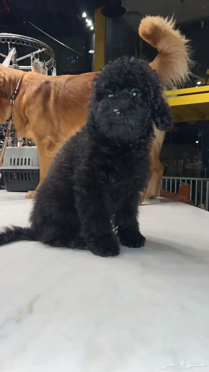 للبيع جراء كلاب صغيرة منزلية 20