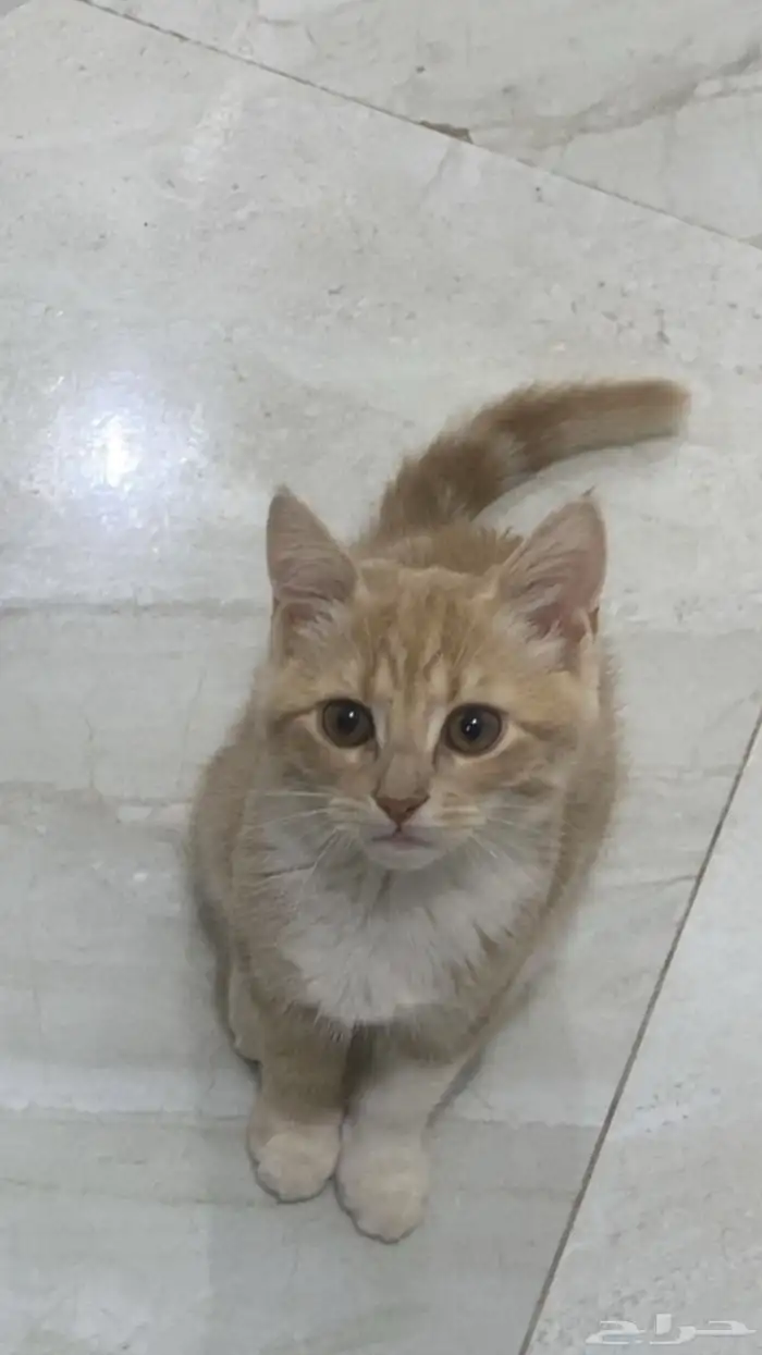 قطط للبيع 3