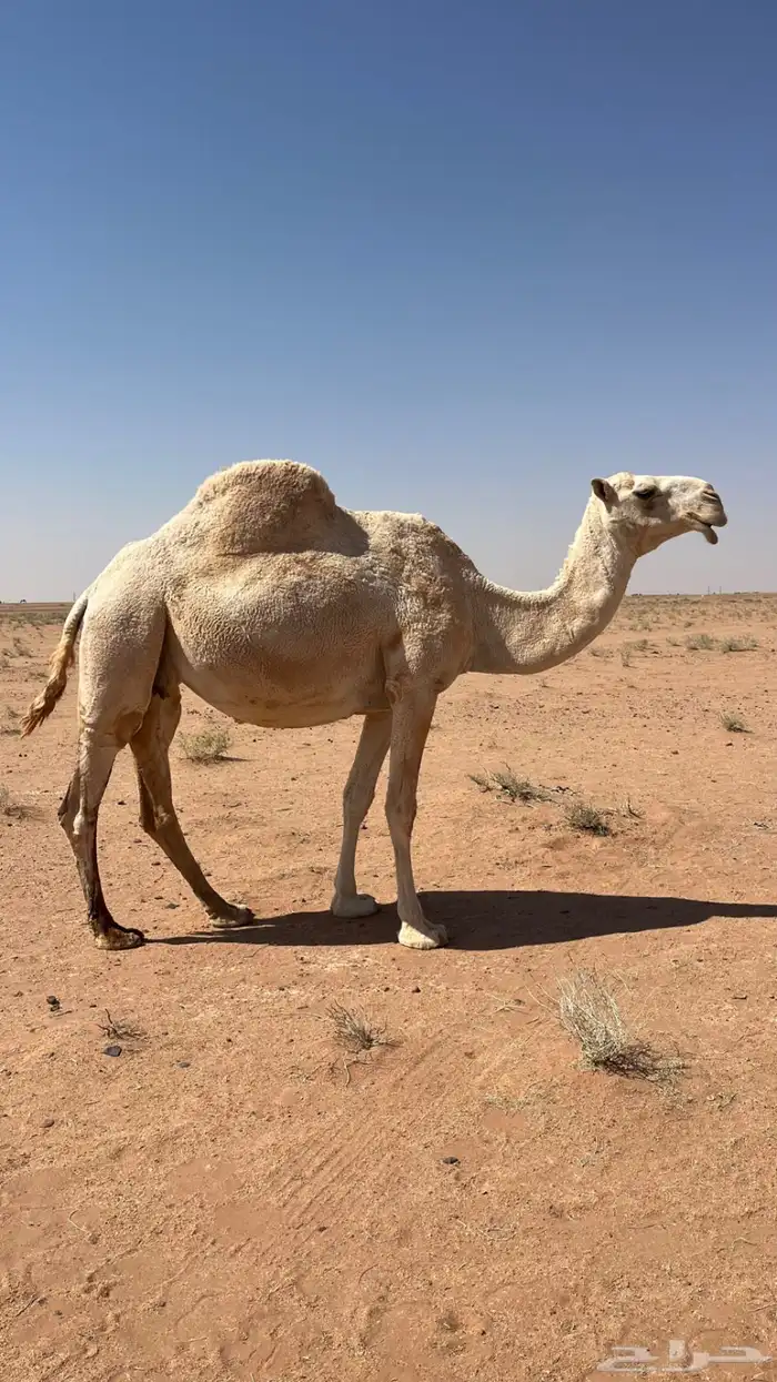 لقحة منيحه شرط 0