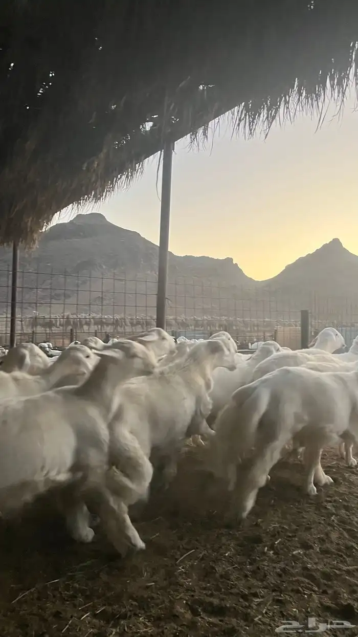 طليان حري ذبايح نظاف شرط فاخر 3