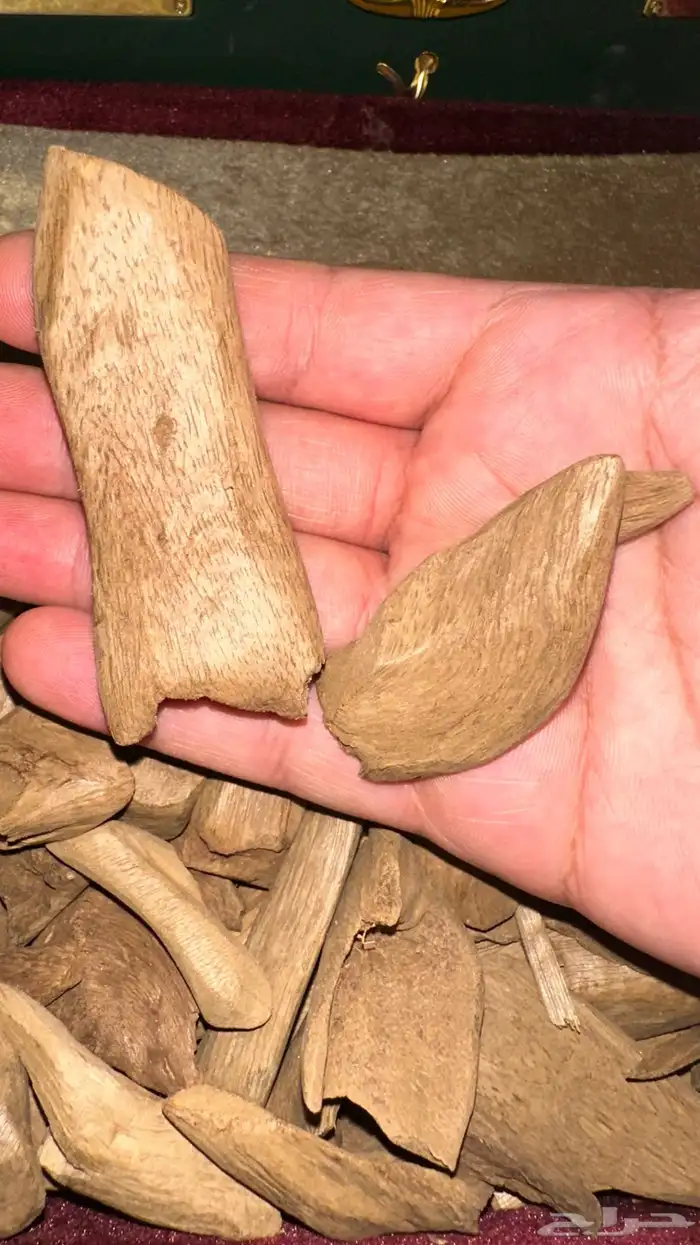 عود مروكي آصقون 700 جرام 4