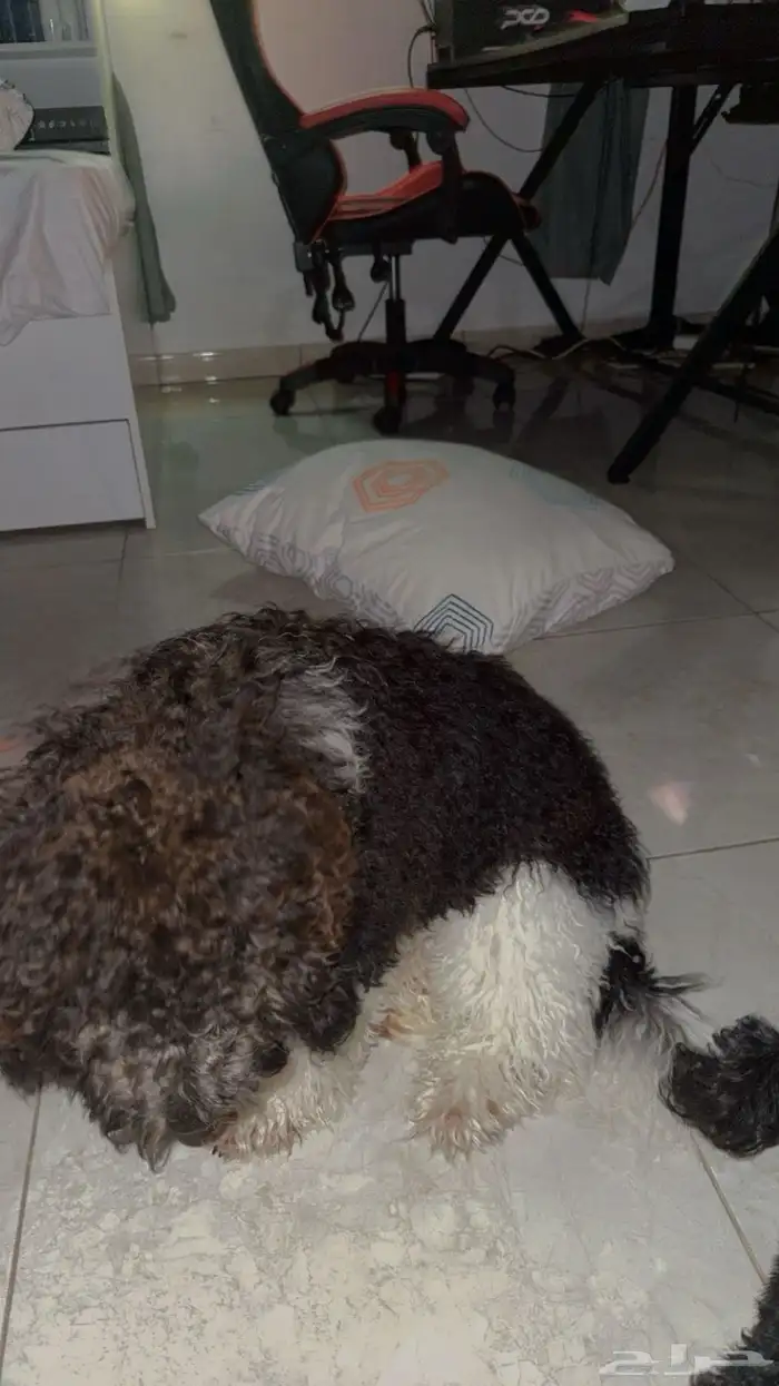 للبيع بودل ميني جميلة ونظيفة 1