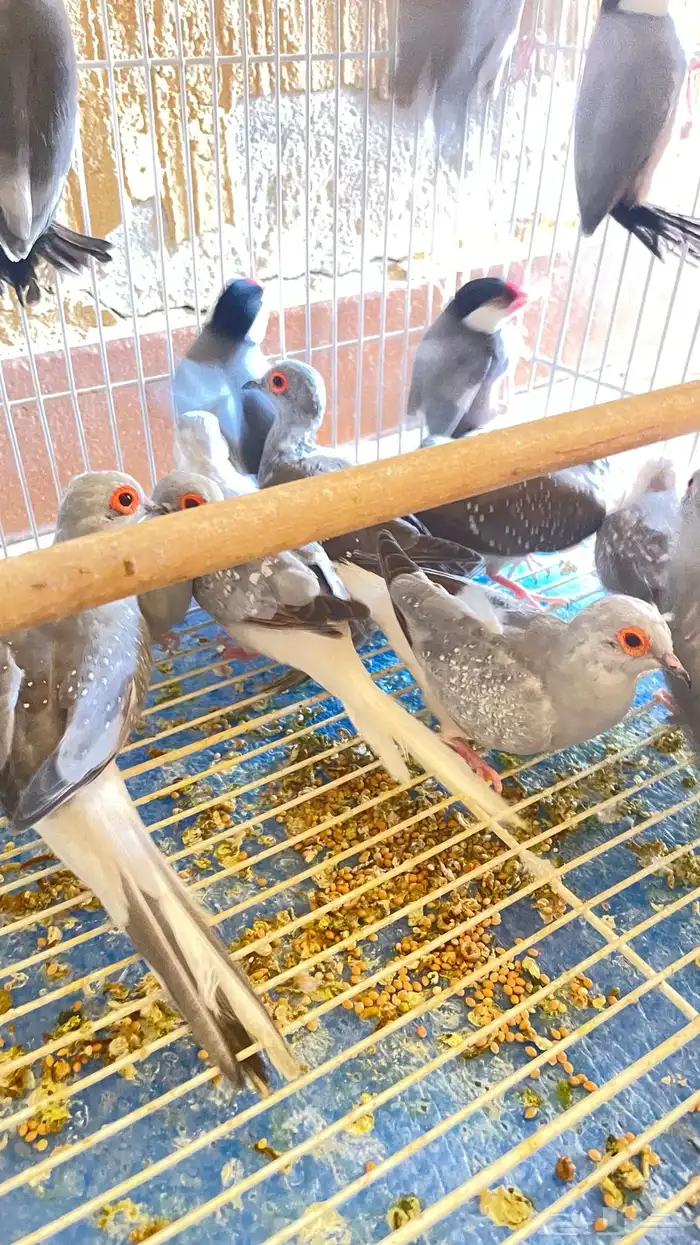 يمام ماسي 2