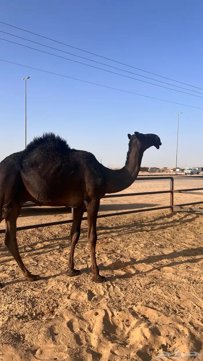 فحل مجهم 2