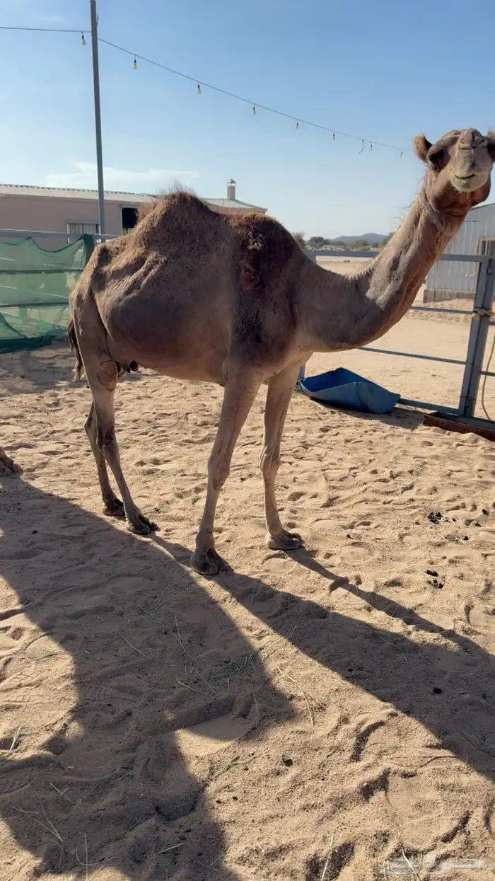 للبيع خلفه تحتها بكره 4
