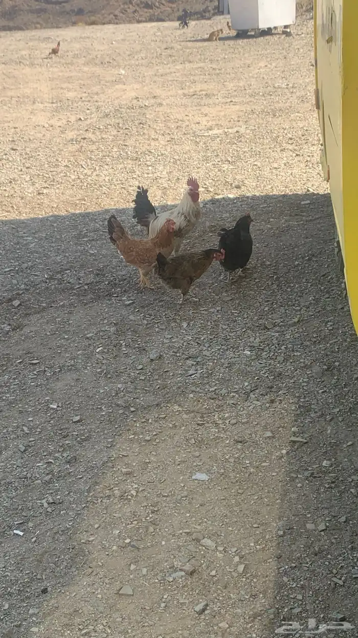 دجاج بلدي 6