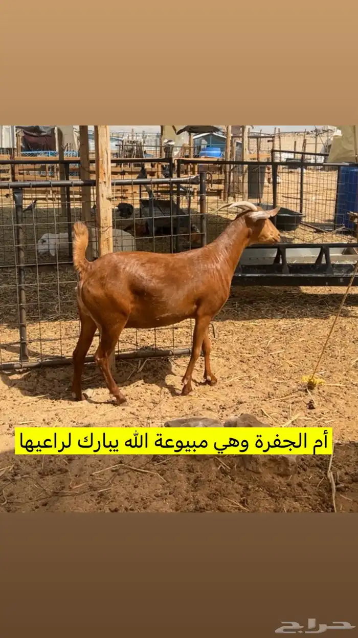 جفرة دافع 1