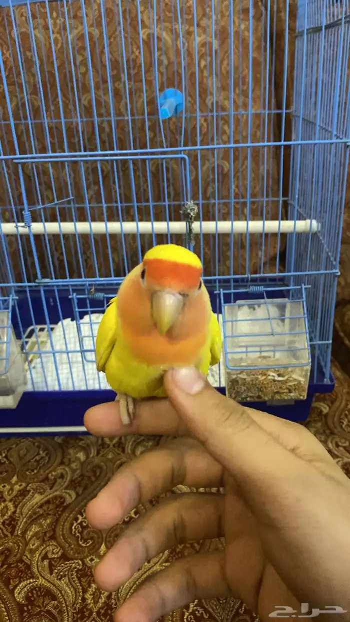 عصافير روز أليفه 3