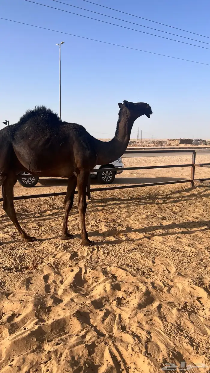 فحل مجهم 1