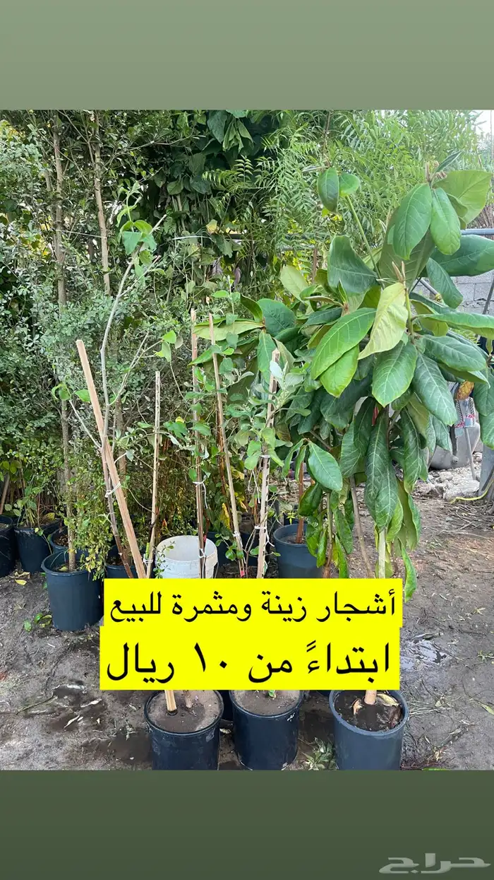 اشجار زينة ومثمرة للبيع 0
