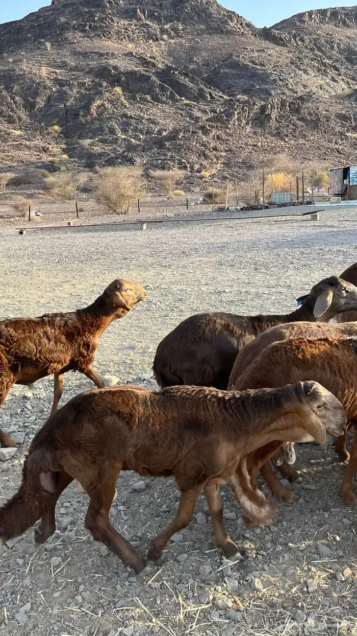 طليان سواكن حمري مرابى جدعان 2
