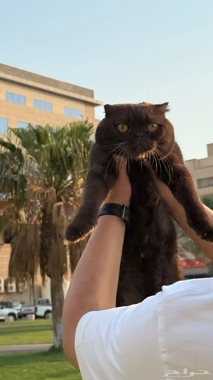 قطط للتزاوج سكوتش تربل فولد سينامون وقولد 6