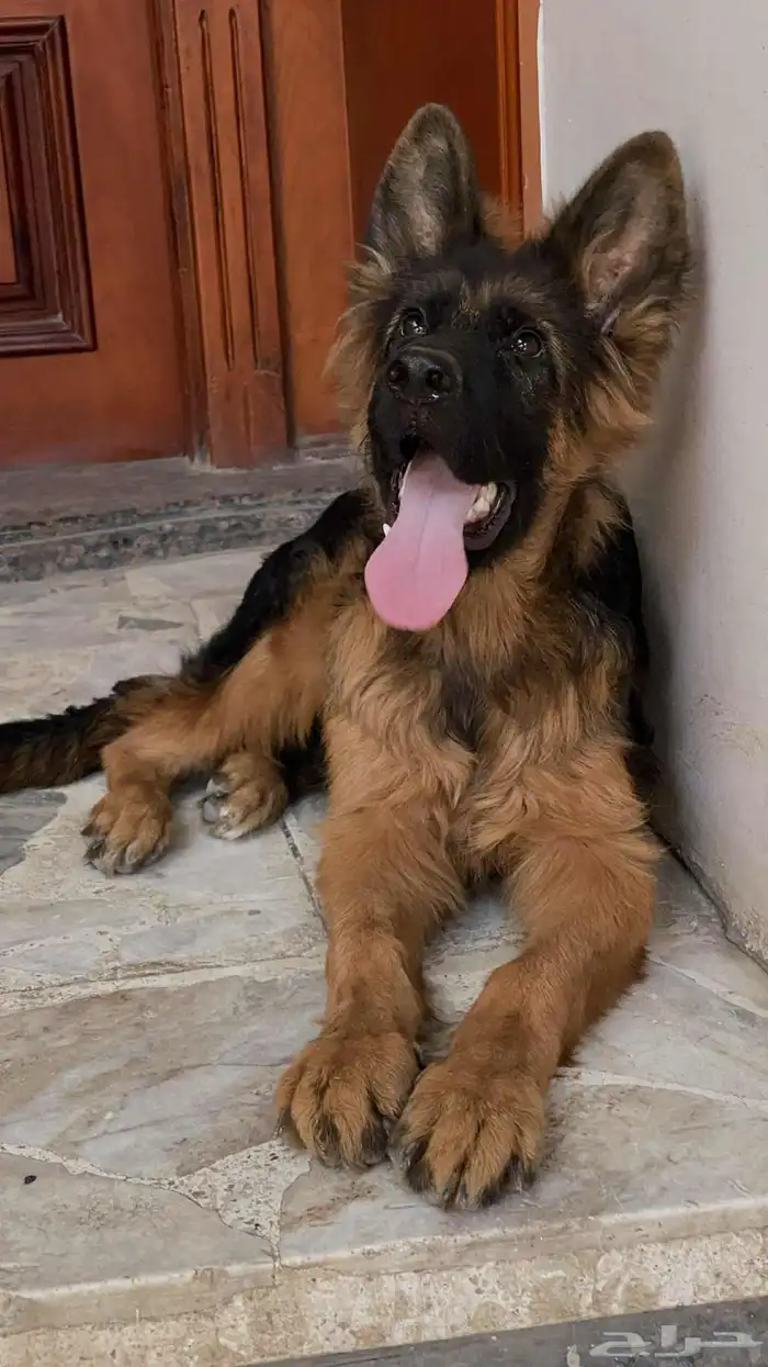 كلب جيرمن شيبرد لونق هير 1