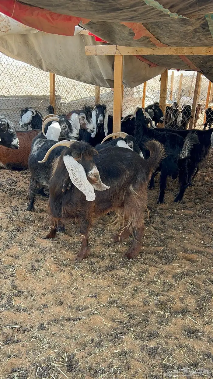معزا عوارض دفيع 4
