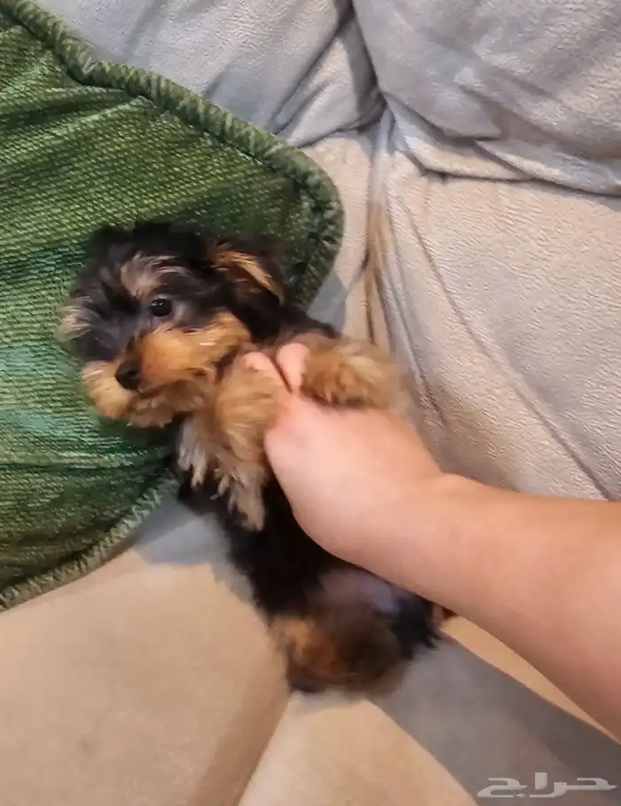 للبيع جراء يوركشاير صغيرة و لعوبة 2