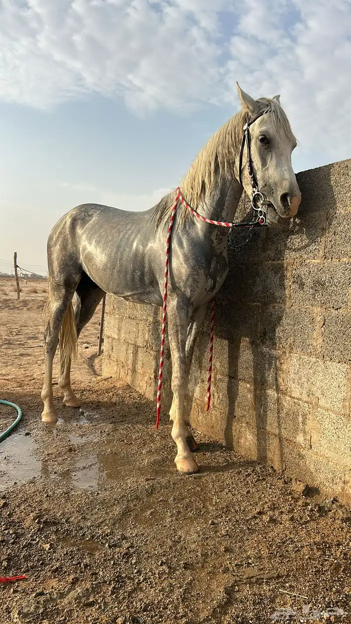 حصان واهو الموقع الدوادمي 7