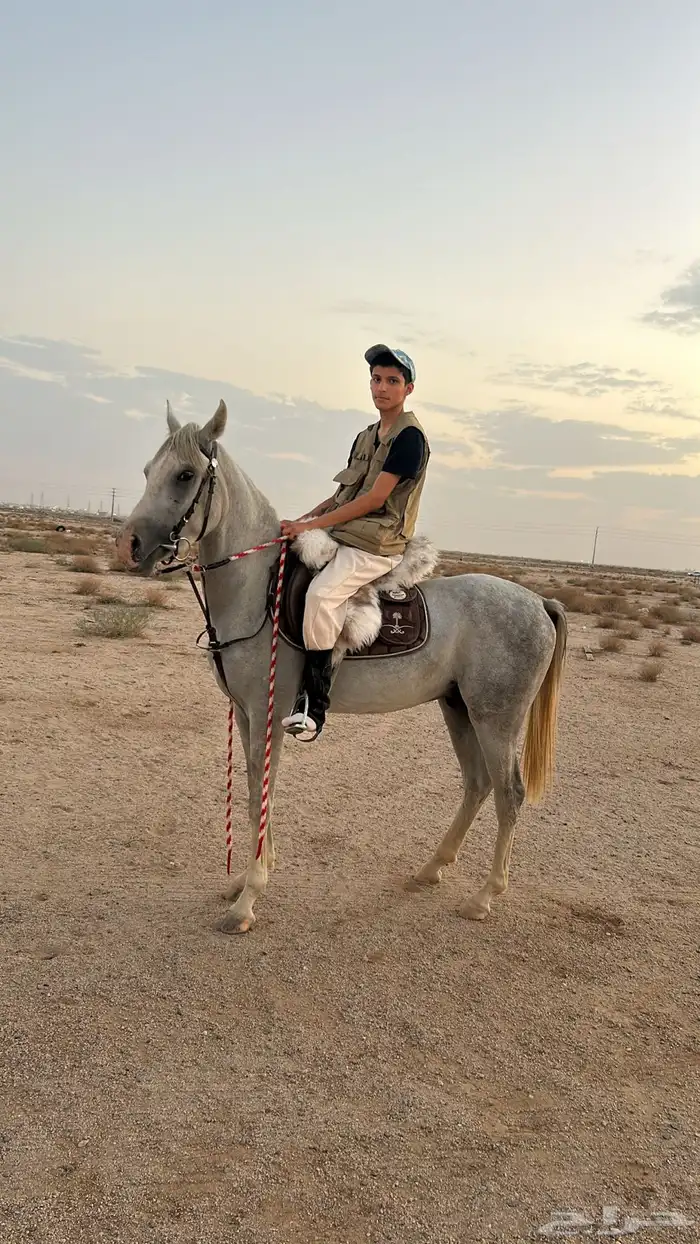 حصان واهو الموقع الدوادمي 6