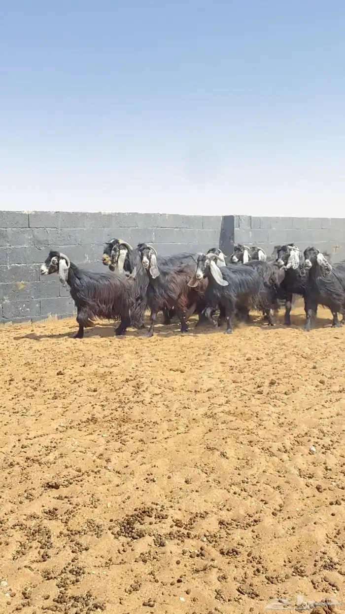 معزا عوارض صنف 0