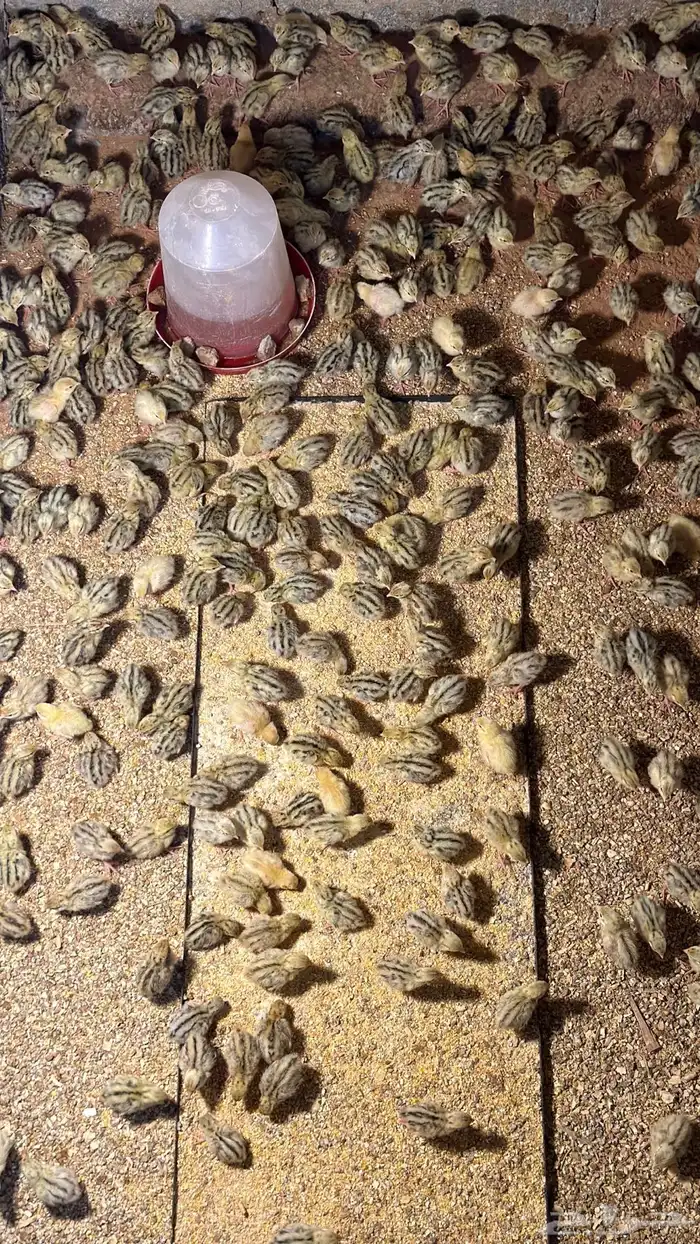 صوص سمان 2