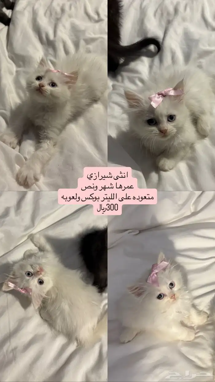 قطط شيرازي 2
