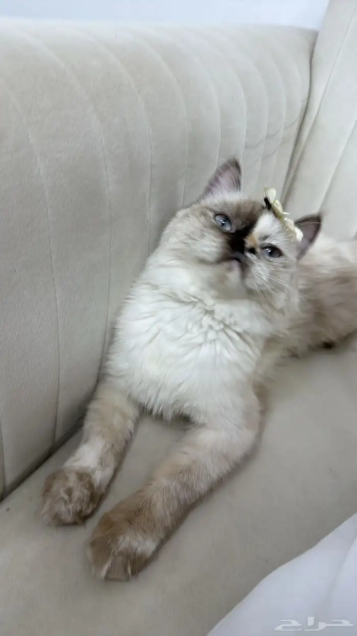 انثى هملايا 1