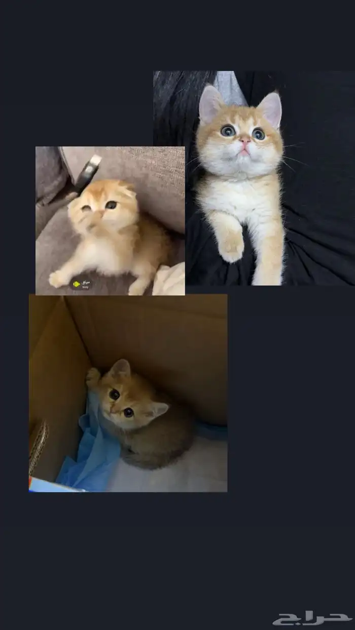 انثى سكوتش ستريت قولد ny12 منتجه 3