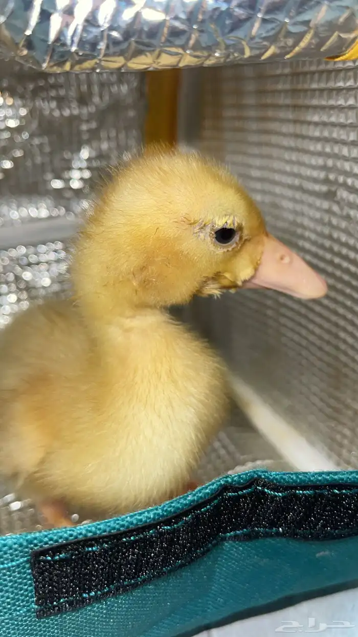 بطه صغيره للبييع 3
