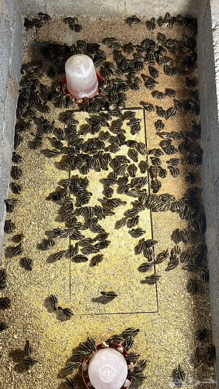 صوص سمان 1