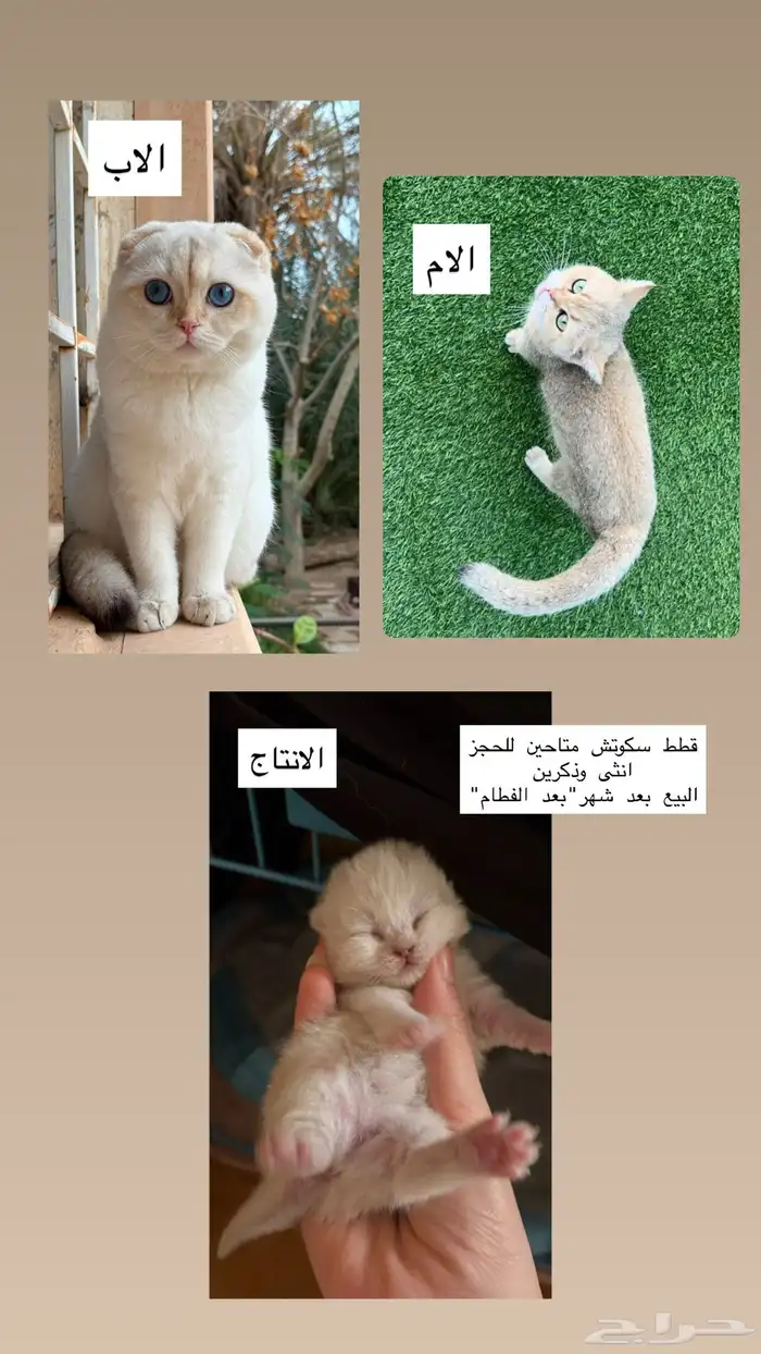 قطط سكوتش 0