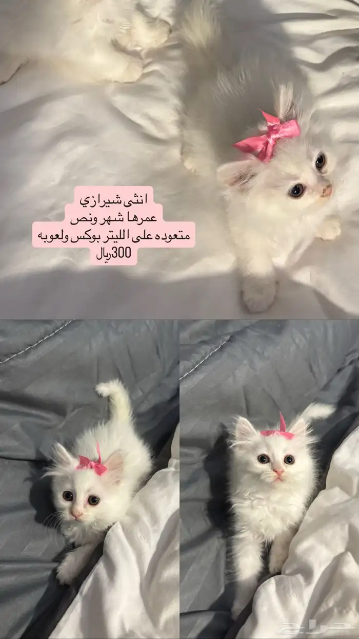 قطط شيرازي 4